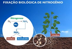 fixacao-biologica-de-nitrogenio-na-soja